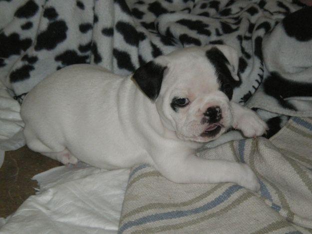 Ultimo cachorro bulldog frances