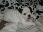 Ultimo cachorro bulldog frances - mejor precio | unprecio.es