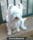 VENDO PERRITA WESTY DE 2 AñOS MUY CARIñO Raza West Highland White Terrier Edad 2 años Género Hembra westy de 2 años cari - mejor precio | unprecio.es