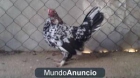 vendo pollos y un gallo americanos de buena sangre - mejor precio | unprecio.es