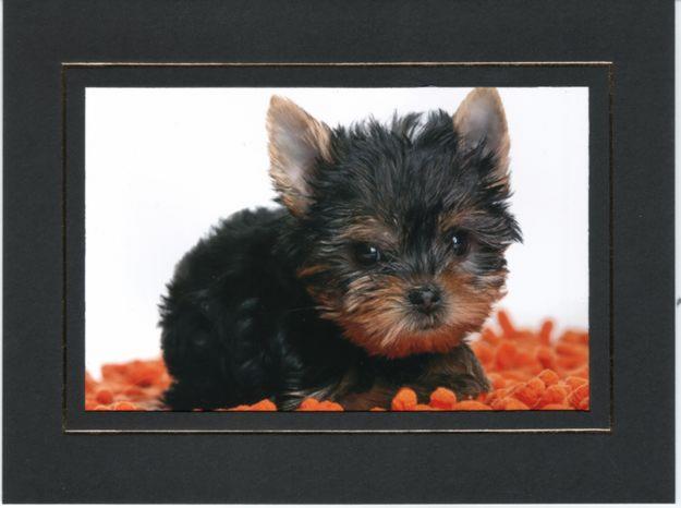 yorkshire terrier