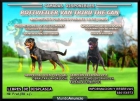 ROTTWEILER DEL CAMPEON DE ESPAÑA Y V3 I.F.R 2012 - mejor precio | unprecio.es