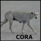 ADOPTA A CORA - mejor precio | unprecio.es