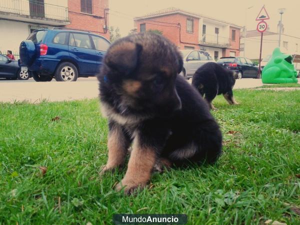 cachorro pastor aleman 1 mes