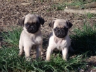 Cachorros Carlino 350€ - mejor precio | unprecio.es