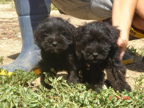 CACHORROS DE SCHNAWZER MINI 450