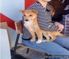 dana,cachorrita en perrera la van a matar,adopcion urgente - mejor precio | unprecio.es