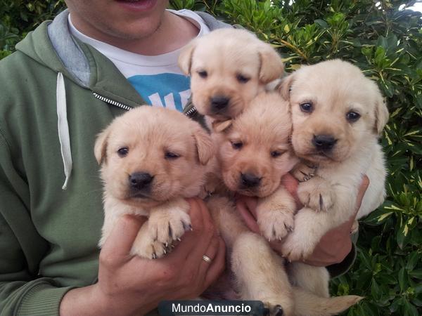 labradores criados con nosotros se pueden ver son preciosos y a buen precio