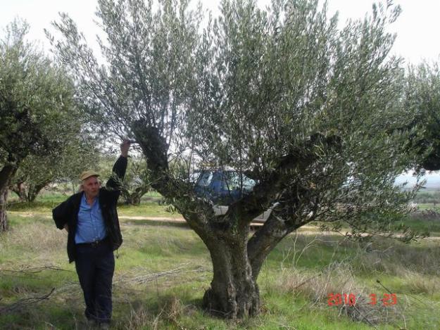 Olivos centenarios - Para toda España