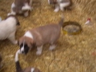 perros mastines leoneses - mejor precio | unprecio.es