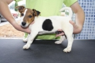 Precioso cachorro de Jack Russell - mejor precio | unprecio.es