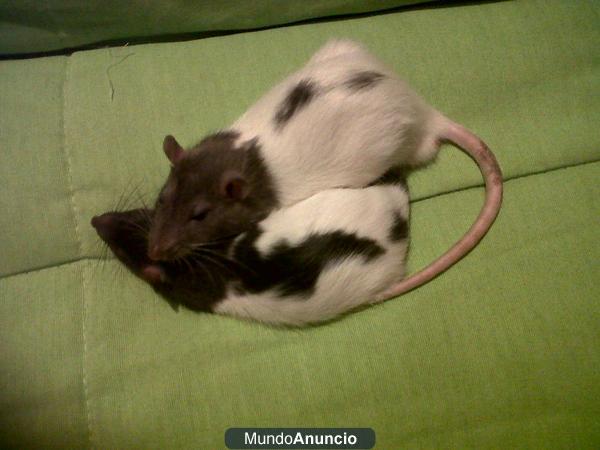 ratitas de mes y medio para mascota