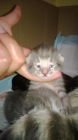 Regalo Gatitos - mejor precio | unprecio.es