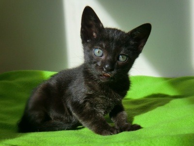 Tormenta, cachorrita de gato en adopción