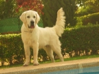 Magnífico golden retriever para cruzar sin compromisos - mejor precio | unprecio.es