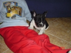 bulldog frances - mejor precio | unprecio.es
