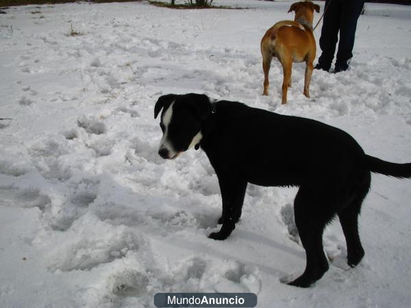 Buscamos familia para nuestro perro Peke es muy urgente