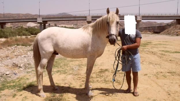 CABALLO TORDO SIN CASTRAR ESPAÑOL 9 AÑOS PRECIO NEGOCIABLE