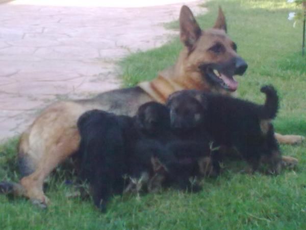 cachorros de pastor aleman