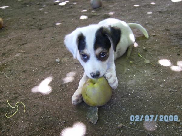 Cachorros en adopción