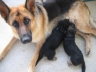 Cachorros Pastor Alemán 2 meses - mejor precio | unprecio.es