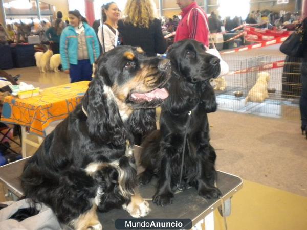 CAMADA COCKER SPANIEL INGLES