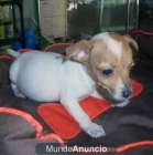 jack russel - mejor precio | unprecio.es