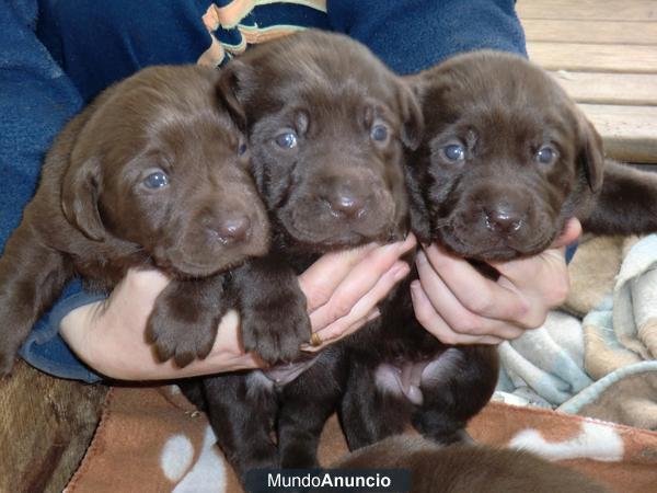 LABRADOR CHOCOLATE GALICIA   350 €