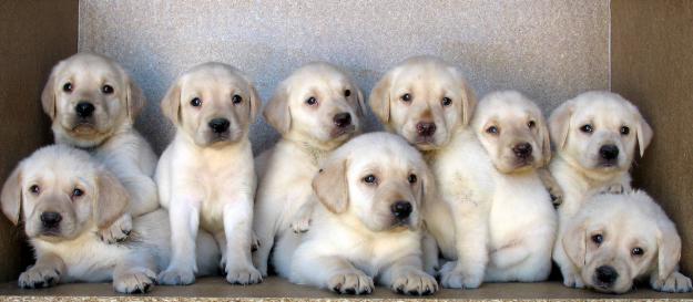 LABRADORES 190€