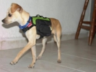 Mini Mochilas para perro - mejor precio | unprecio.es