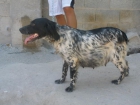 vendo perros  especializados en caza - mejor precio | unprecio.es