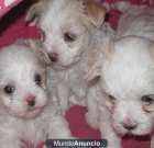 cachorros maltés para la venta . - mejor precio | unprecio.es