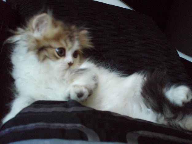GATITA PERSA. VENTA CACHORROS. ECONÓMICO