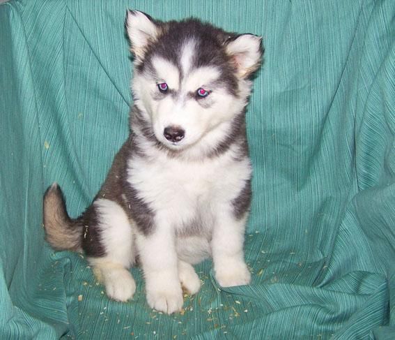 CACHORROS DE HUSKY SIBERIANO - EXCELENTES EJEMPLARES DE OJOS AZULES