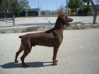 Cachorros dobermann - Eternal Flame Kennel - mejor precio | unprecio.es