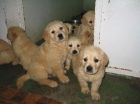Golden Retriever de Las Lagunitas - mejor precio | unprecio.es