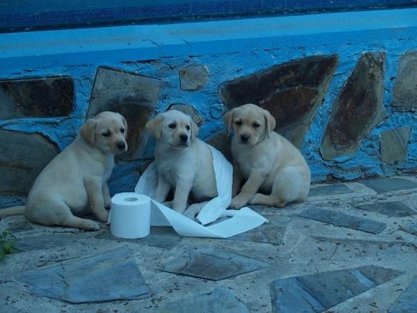 LABRADOR, PRECIOSOS Y ECONOMICOS