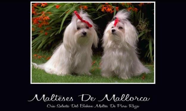 Malteses De Mallorca      tel 696173083