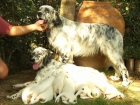 perros de caza setter ingles - mejor precio | unprecio.es