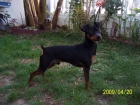 PINSCHER MINIatura para monta - mejor precio | unprecio.es