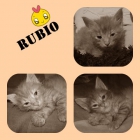 RUBIO. Gatito de 6 semanas de pelo largo busca una familia. Sevilla. - mejor precio | unprecio.es