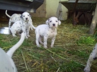 VENDO CACHORROS DALMATA  POR 99 EUROS. - mejor precio | unprecio.es