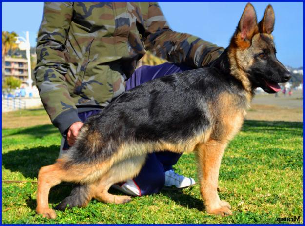 Cachorra de Pastor Alemán Primer Nivel. (VENDIDA).