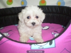bichon maltes h - mejor precio | unprecio.es