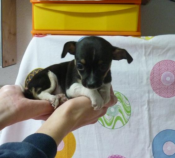 Cachorritos preciosos de Chihuahua minis