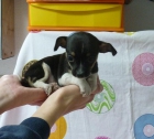 Cachorritos preciosos de Chihuahua minis - mejor precio | unprecio.es