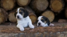 cachorros de beagle - mejor precio | unprecio.es