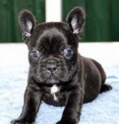 cachorros de buldog registrados frances - mejor precio | unprecio.es