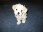 Fabulosos bichon maltes - mejor precio | unprecio.es