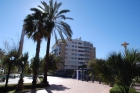 pacifico 35 - mejor precio | unprecio.es